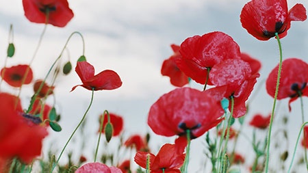 Poppies in a field