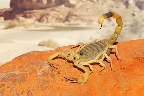 Scorpion in desert