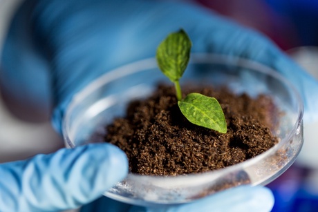 Scientist holding a petri dish containing soil and a seedling