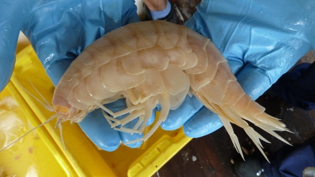 Supergiant amphipod. Photo copyright of Oceanlab, University of Aberdeen, UK.