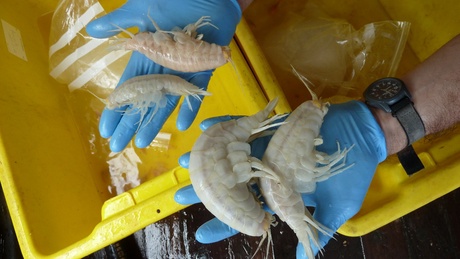 Several supergiant amphipods. Photo copyright of Oceanlab, University of Aberdeen, UK.