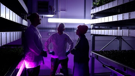 Three people stand alongside racks of herbs in a vertical farm facility