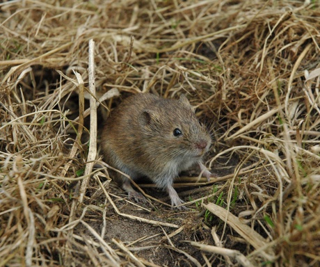 Fewer vole outbreaks across Europe risking other species