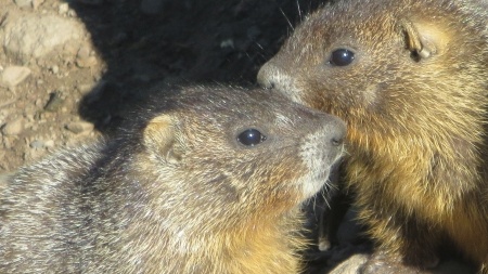 Yellow bellied marmot pups