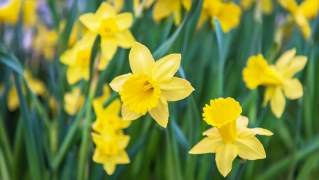 Daffodils in field