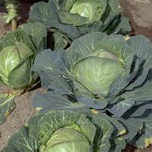 cabbage