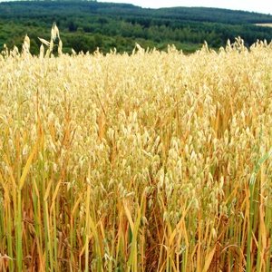 field of oats