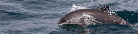 A harbour porpoise (credits SMRU University of St Andrews)