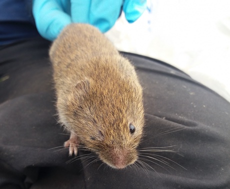 A field vole