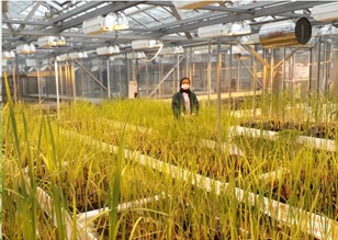 Greenhouse in Aberdeen