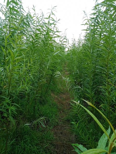 Inside the willow field