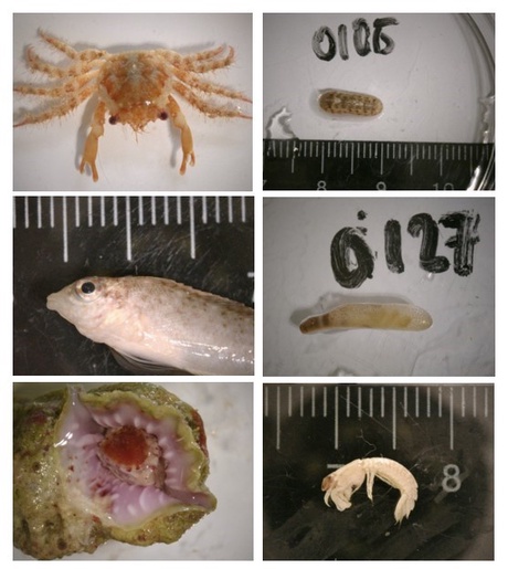 A selection of the organisms I collected as part of my research