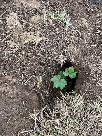 Tree mallow seedling in puffin burrow