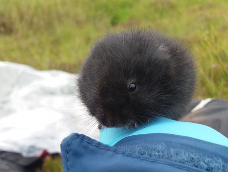 A beautiful water vole in the field