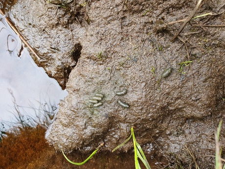 Water vole latrine, used to identify areas water vole inhabit