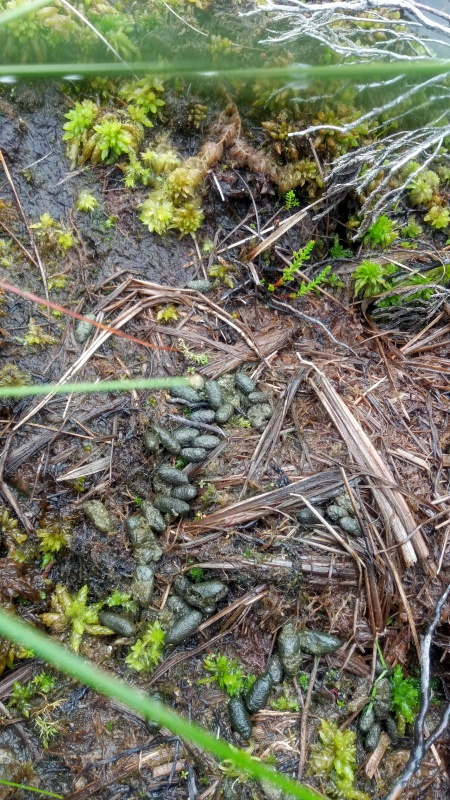 Another example of water vole latrine