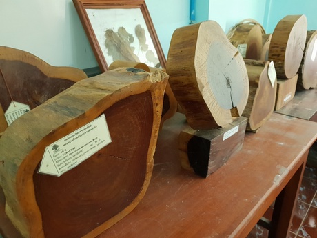 Rosewood log, Forestry Research Centre, Vientiane, Laos