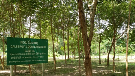 Dalbergia cochinchinensis plantation, Vientiane, Laos