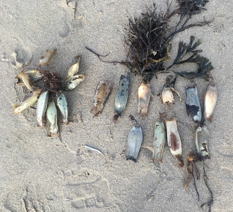 Greater-spotted catshark egg cases, also known as mermaid's purses. Look out for them next time you are at the beach!