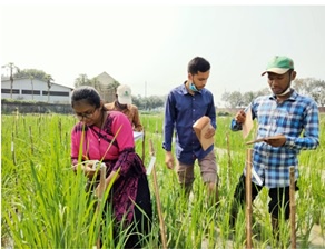 The the BAAP in the field in Bangladesh