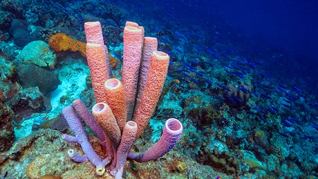 Caribbean coral reef off the coast of the island of Bonaire