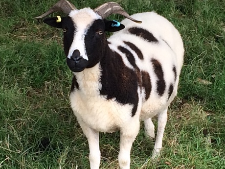 Young goat in a field