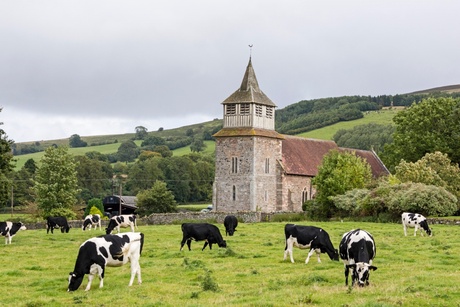 Cows grazing in front of a church in the countryside.