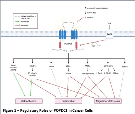 Figure 1: Regulatory Roles of POPDC1 in Cancer Cells