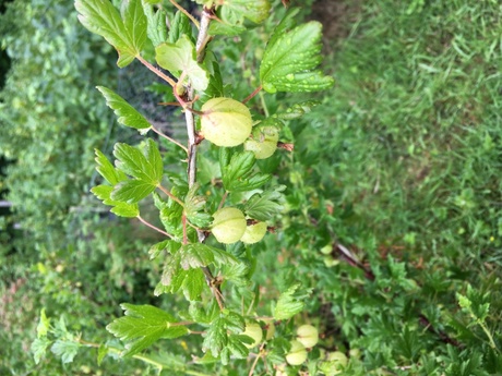 Gooseberries nearly ready for picking at The Orchard