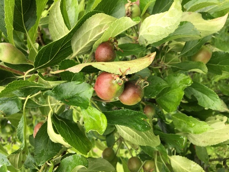 Apples growing in The Orchard, a while from harvest yet!