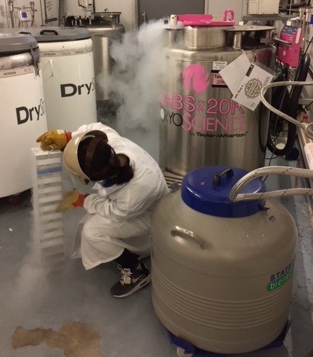 Breast cancer cells being removed from liquid nitrogen storage