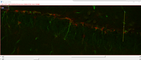 Using Fiji to visualise cells