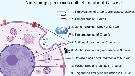 Nine things genomics tells us about C. auris