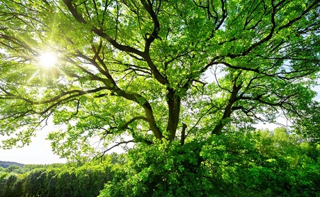 Tree in sunshine