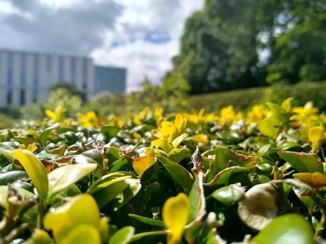 A photo of the Cruickshank Botanical gardens