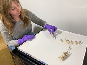 Nicole helping out with the installation of objects for the Barbara Rae exhibition