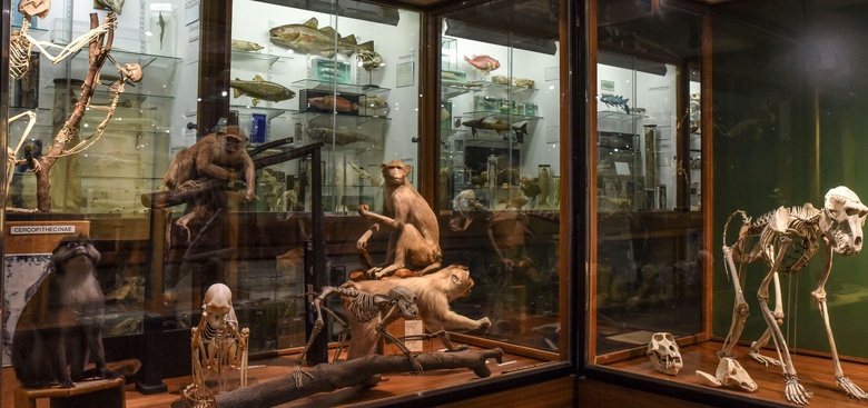 Photograph of displays in the Zoology Museum
