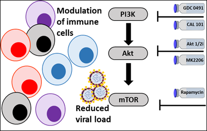 Modulation of immune cells