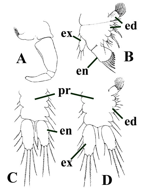 Various lipostracan appendages (not shown to scale): A: A clasper of a male; B: Modified maxilla (1st trunk limb of Scourfield (1926)); C: Trunk limb of sixth to tenth pairs; D: Trunk limb of third - fifth pairs. The basic elements of the biramous crustacean appendage are labeled: protopod (pr), exopod (ex), endopod (en) and endites (ed) (after Scourfield 1926).