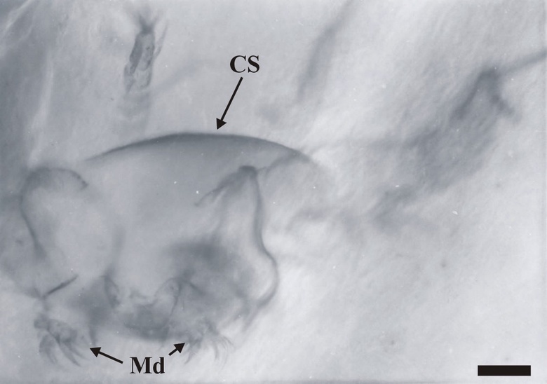 Views of the same nauplius at different levels of focus, showing the cephalic shield (CS) and mandibles (Md) (scale bar = 50mm). Copyright owned by the University of Aberdeen.