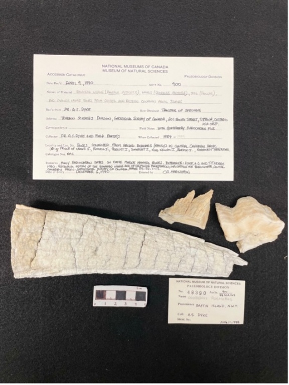 The research team extracted ancient DNA from museum colelctions (Emily Ruiz-Puerta sampling at the Canadian Museum of Nature in Ottawa)