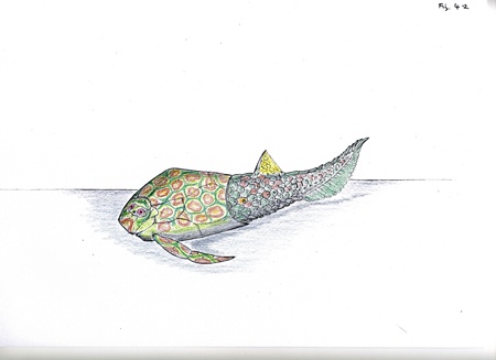 A reconstruction of the fossil fish that bears Hugh Miller's name - Pterichthyodes milleri.