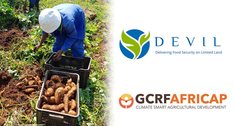 Image of African farmers, africap logo and devil logo