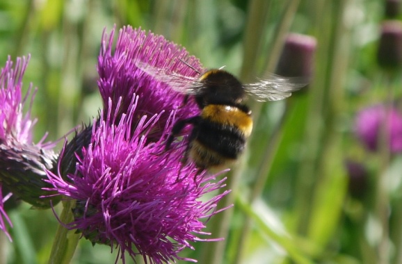 Bumblebee on a thistle flower