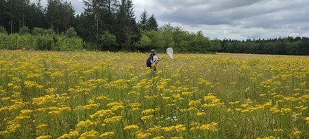 Person in a field catching butterflies