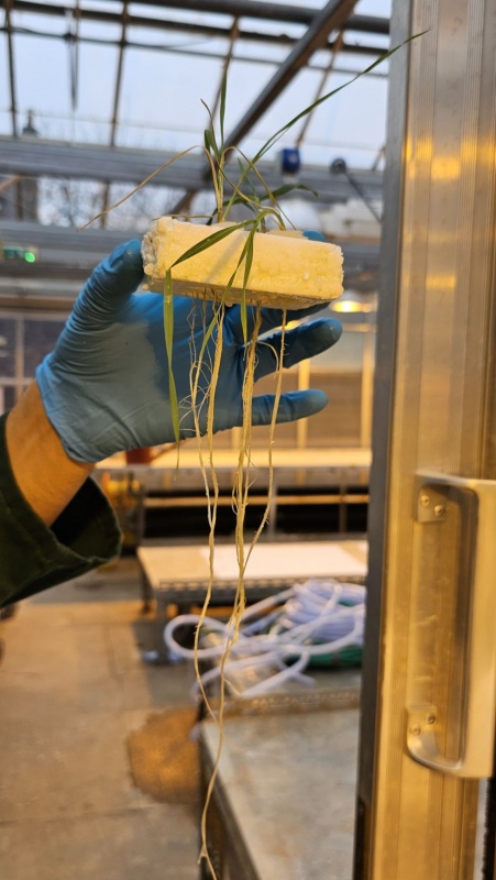 Crops growing in a greenhouse