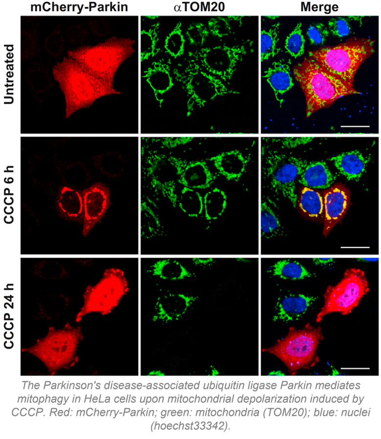 Parkin-mediated mitophagy - Cell Rep 2014-2.png