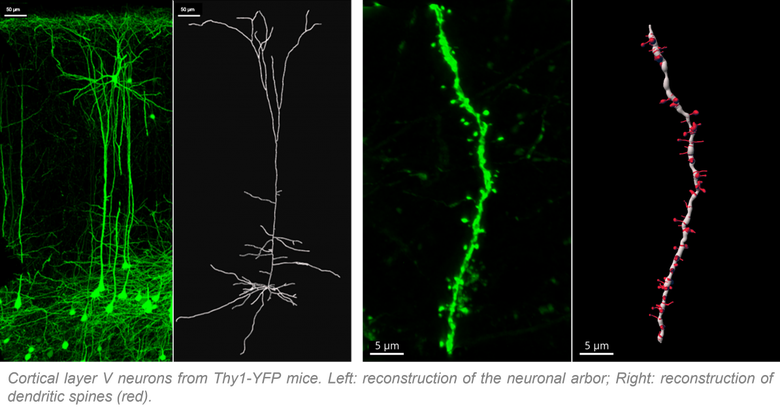 Arbor-spines reconstructions.png