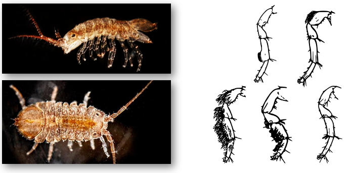 https://bugguide.net/node/view/1454919/bgpage; https://bugguide.net/node/view/1454922/bgpage; Solignac, M., 1981. Isolating mechanisms and modalities of speciation in the Jaera albifrons species complex (Crustacea, Isopoda). Systematic Biology, 30(4), pp.387-405.