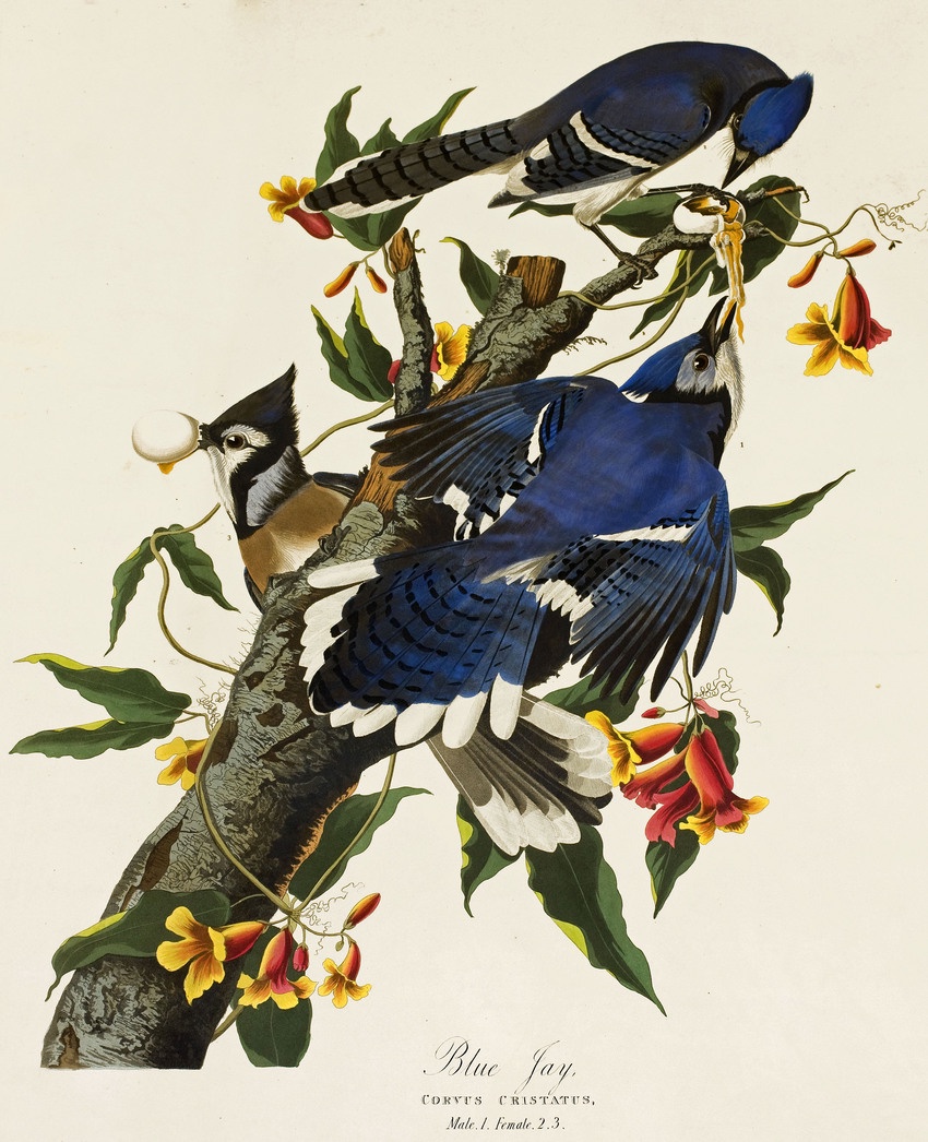 Blue Jays